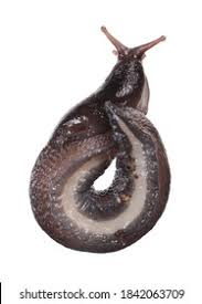 Attēlu rezultāti vaicājumam “Limax cinereoniger”