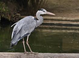 Attēlu rezultāti vaicājumam “Ardea cinerea”