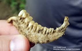 Image result for Moxostoma carinatum