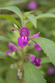 Image result for Impatiens balsamina