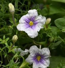 Image result for Nierembergia