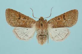 Attēlu rezultāti vaicājumam “Orthosia sp.”