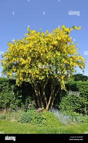 Image result for Laburnum anagyroides