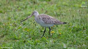 Attēlu rezultāti vaicājumam “Limosa lapponica”