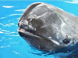 Image result for Grampus griseus