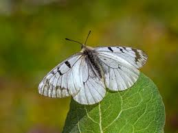 Attēlu rezultāti vaicājumam “Parnassius mnemosyne”