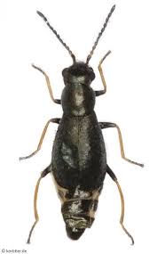 Attēlu rezultāti vaicājumam “Malachidae”