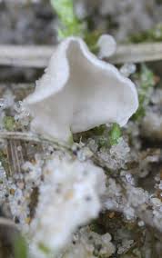 Attēlu rezultāti vaicājumam “Arrhenia retiruga”