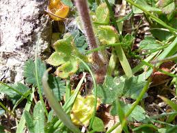 Attēlu rezultāti vaicājumam “Saxifraga granulata leaf”