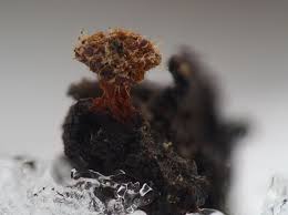 Attēlu rezultāti vaicājumam “Polycephalomyces tomentosus”