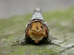 Attēlu rezultāti vaicājumam “Phalera bucephala imago”