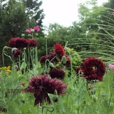 Image result for Papaver somniferum Black