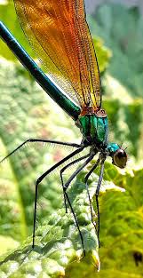 Attēlu rezultāti vaicājumam “Calopteryx virgo female”