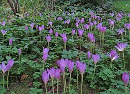 Attēlu rezultāti vaicājumam “Colchicum szovitsii subsp. szovitsii flower”
