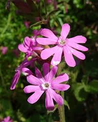Image result for Silene dioica