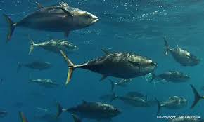 Image result for Thunnus maccoyii