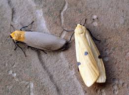 Attēlu rezultāti vaicājumam “Lithosia quadra male”