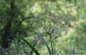 Attēlu rezultāti vaicājumam “Scirpus sylvaticus leaf”