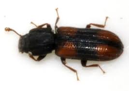 Attēlu rezultāti vaicājumam “Bitoma crenata imago”