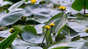 Attēlu rezultāti vaicājumam “Nuphar lutea fruit”