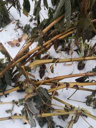 Attēlu rezultāti vaicājumam “Lignydium muscorum spores”