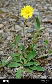 Attēlu rezultāti vaicājumam “Pilosella officinarum”