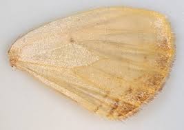 Attēlu rezultāti vaicājumam “Eulithis populata”