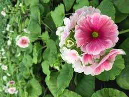 Image result for Primula obconica