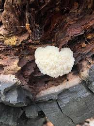 Attēlu rezultāti vaicājumam “Reticularia lycoperdon young”