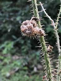 Attēlu rezultāti vaicājumam “Diplolepis bicolor”
