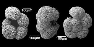 Attēlu rezultāti vaicājumam “Conardia compacta macro”