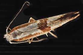 Attēlu rezultāti vaicājumam “Argyresthia pruniella”