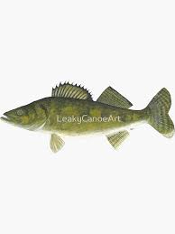 Image result for Sander vitreus