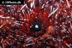 Image result for Mesocentrotus franciscanus