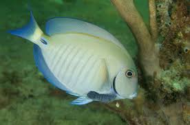 Image result for Acanthurus chirurgus