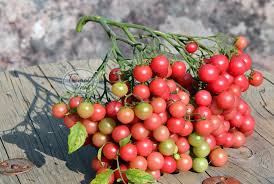 Afbeeldingsresultaat voor rose quartz tomato