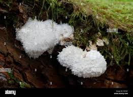 Attēlu rezultāti vaicājumam “Postia ptychogaster”