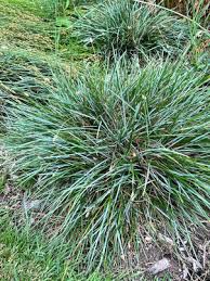 Attēlu rezultāti vaicājumam “Sesleria caerulea bud”
