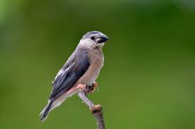 Attēlu rezultāti vaicājumam “Fringilla coelebs female”