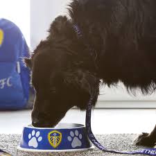 Image result for Leeds Mad Dogs