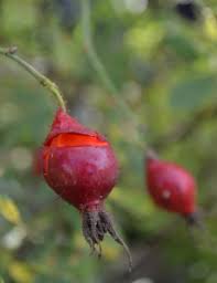 Attēlu rezultāti vaicājumam “Rosa villosa fruit”