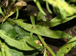 Attēlu rezultāti vaicājumam “Rumex maritimus fruit”