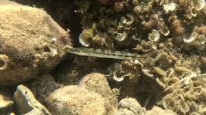 Image result for Sphyraena viridensis