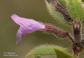 Attēlu rezultāti vaicājumam “Acinos arvensis flower”