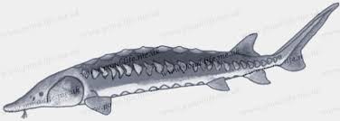 Image result for Acipenser desotoi