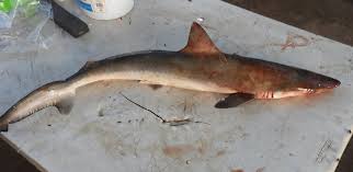 Image result for Rhizoprionodon longurio