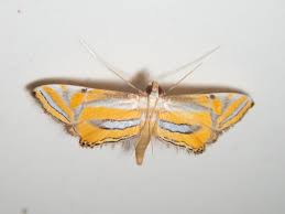 Attēlu rezultāti vaicājumam “Parapoynx stratiotata male”