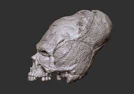 Image result for elongated skulls