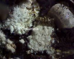 Attēlu rezultāti vaicājumam “Diderma subviridifuscum var. macrospora*”