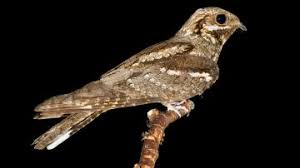 Attēlu rezultāti vaicājumam “Caprimulgus europaeus adult”